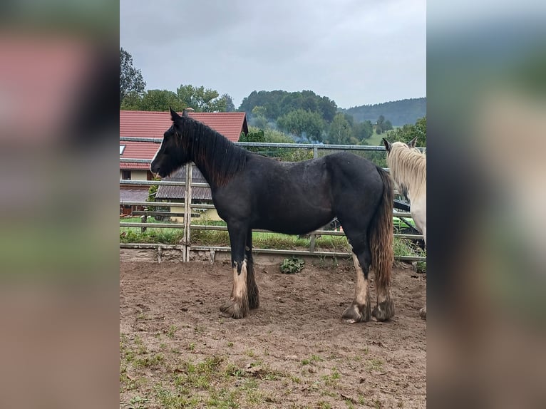 Cob Irlandese / Tinker / Gypsy Vanner Giumenta 1 Anno 152 cm Baio in Klecza Wlen