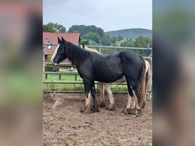 Cob Irlandese / Tinker / Gypsy Vanner Giumenta 1 Anno 152 cm Baio in Klecza Wlen