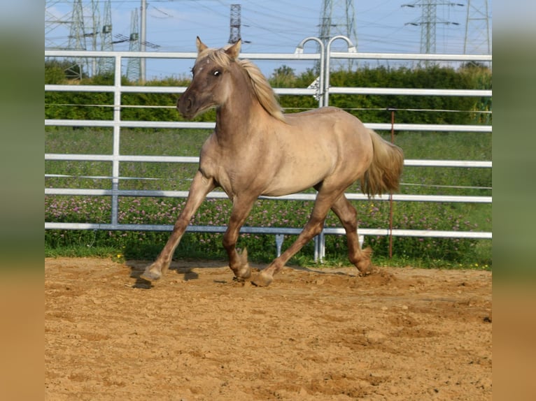 Cob Irlandese / Tinker / Gypsy Vanner Mix Giumenta 1 Anno in Wrocław