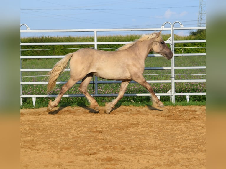 Cob Irlandese / Tinker / Gypsy Vanner Mix Giumenta 1 Anno in Wrocław