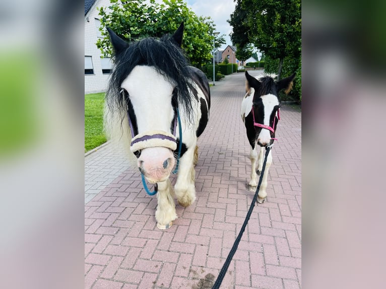 Cob Irlandese / Tinker / Gypsy Vanner Giumenta 1 Anno Pezzato in RheinbergRheinberg