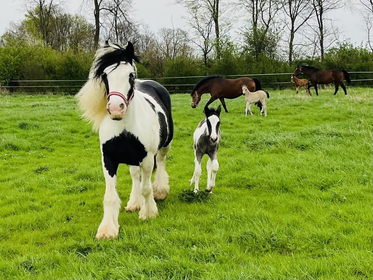 Cob Irlandese / Tinker / Gypsy Vanner Giumenta 1 Anno Pezzato in RheinbergRheinberg