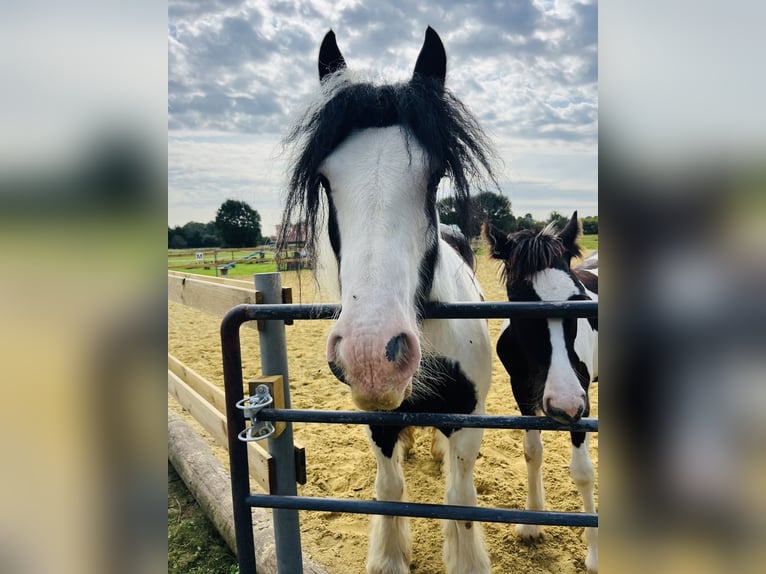 Cob Irlandese / Tinker / Gypsy Vanner Giumenta 1 Anno Pezzato in RheinbergRheinberg