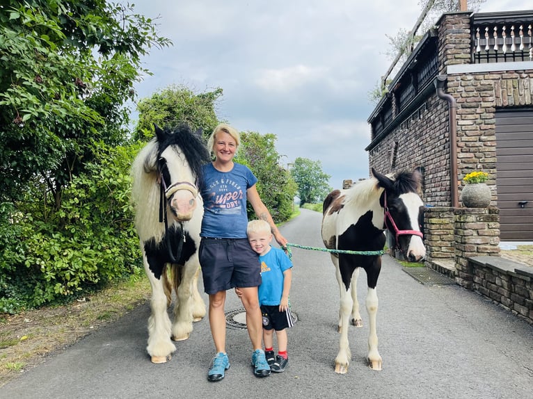 Cob Irlandese / Tinker / Gypsy Vanner Giumenta 1 Anno Pezzato in RheinbergRheinberg