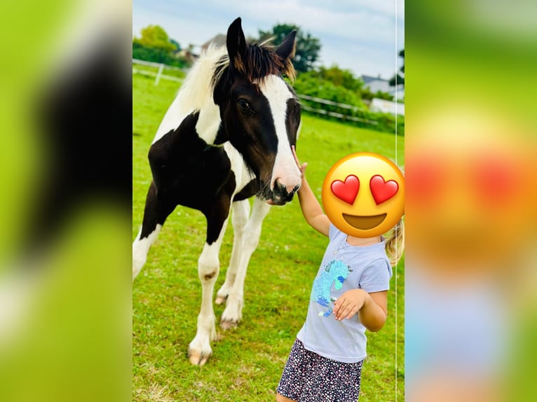 Cob Irlandese / Tinker / Gypsy Vanner Mix Giumenta 1 Anno Pezzato in RheinbergRheinberg