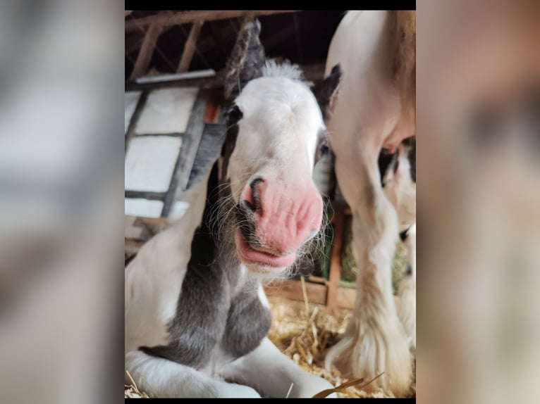 Cob Irlandese / Tinker / Gypsy Vanner Giumenta 1 Anno Pezzato in Jeggau