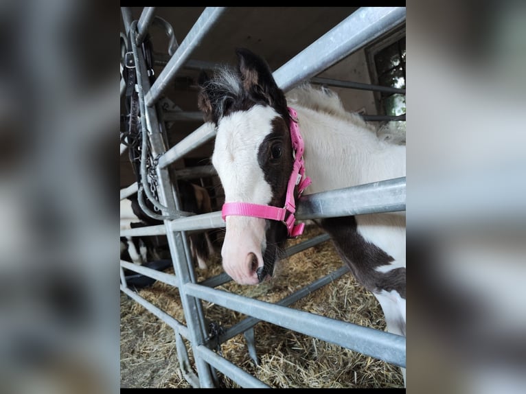 Cob Irlandese / Tinker / Gypsy Vanner Giumenta 1 Anno Pezzato in Jeggau