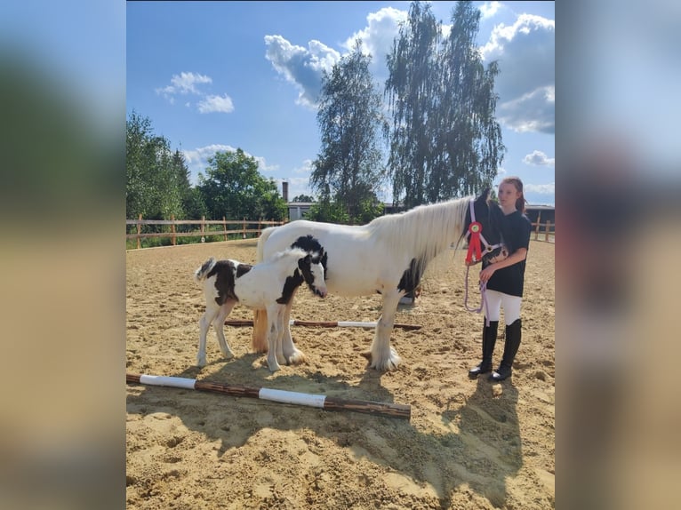 Cob Irlandese / Tinker / Gypsy Vanner Giumenta 1 Anno Pezzato in Jeggau