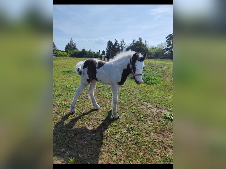 Cob Irlandese / Tinker / Gypsy Vanner Giumenta 1 Anno Pezzato in Jeggau