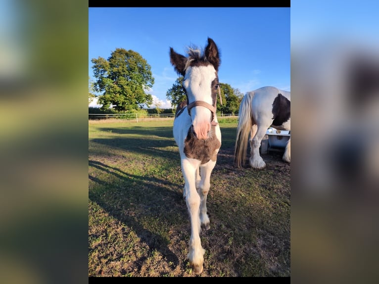 Cob Irlandese / Tinker / Gypsy Vanner Giumenta 1 Anno Pezzato in Jeggau