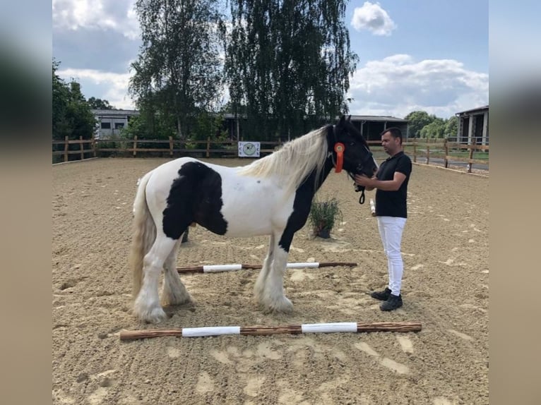 Cob Irlandese / Tinker / Gypsy Vanner Giumenta 1 Anno Pezzato in Jeggau