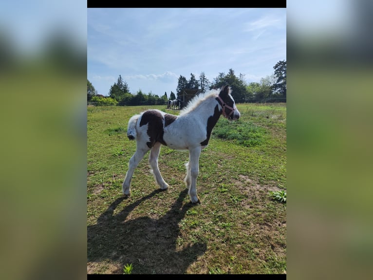 Cob Irlandese / Tinker / Gypsy Vanner Giumenta 1 Anno Pezzato in Jeggau