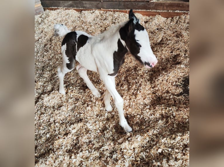 Cob Irlandese / Tinker / Gypsy Vanner Giumenta 1 Anno Pezzato in Jeggau