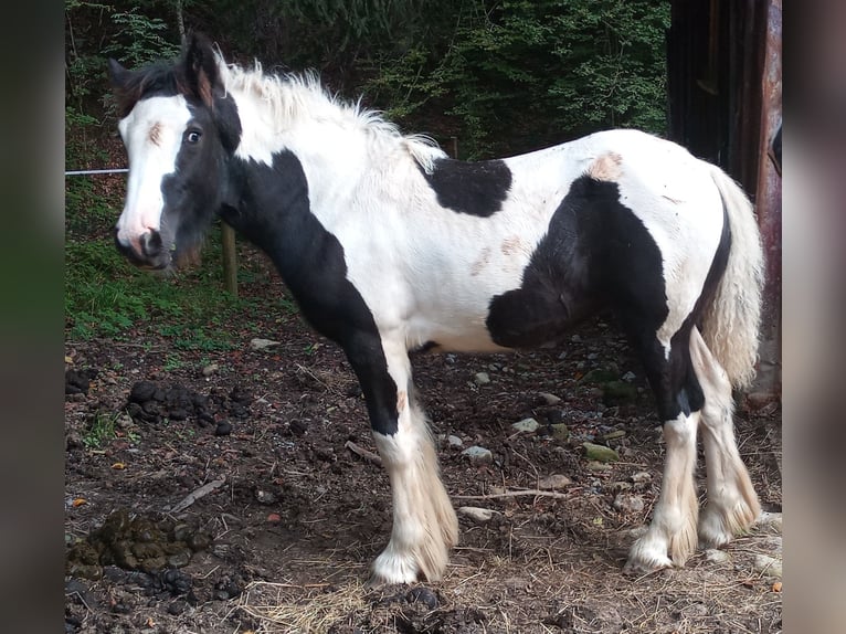 Cob Irlandese / Tinker / Gypsy Vanner Giumenta 1 Anno Pezzato in Oberstaufen