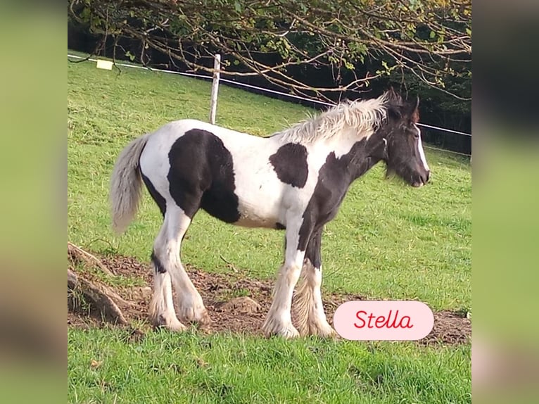 Cob Irlandese / Tinker / Gypsy Vanner Giumenta 1 Anno Pezzato in Oberstaufen