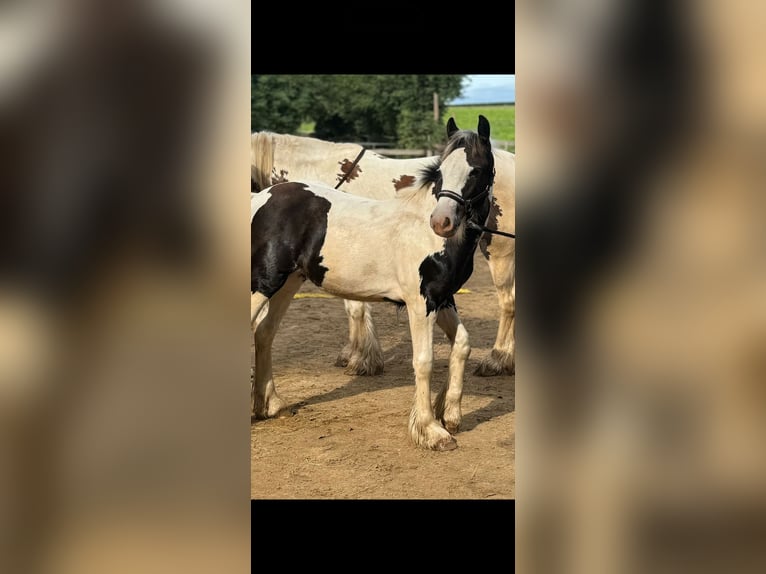 Cob Irlandese / Tinker / Gypsy Vanner Giumenta 1 Anno Pezzato in Gundersheim