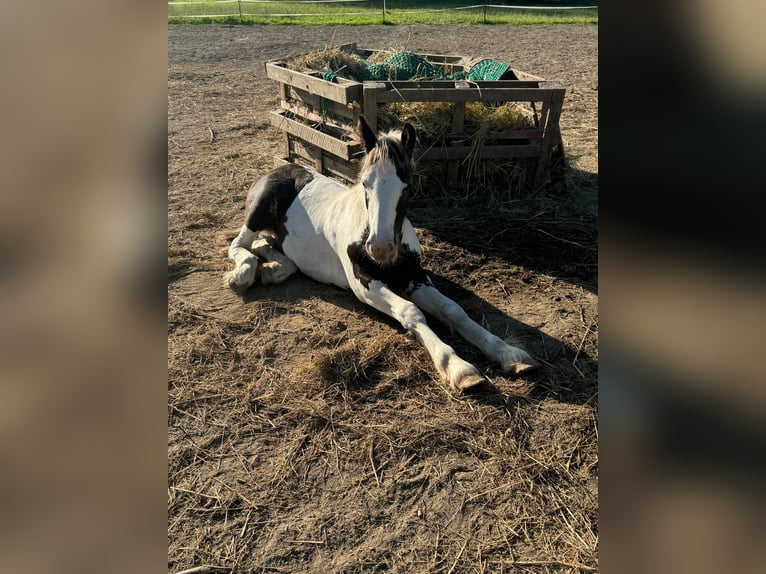 Cob Irlandese / Tinker / Gypsy Vanner Giumenta 1 Anno Pezzato in Gundersheim