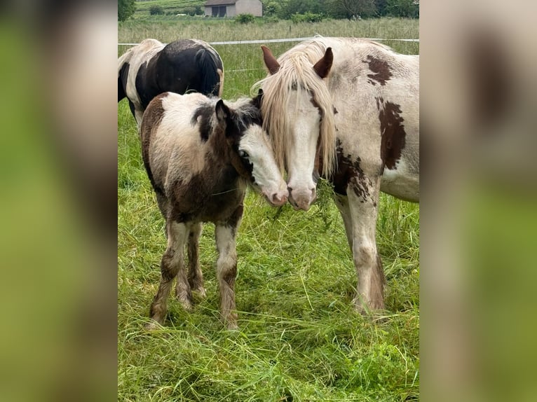 Cob Irlandese / Tinker / Gypsy Vanner Giumenta 1 Anno Pezzato in Gundersheim