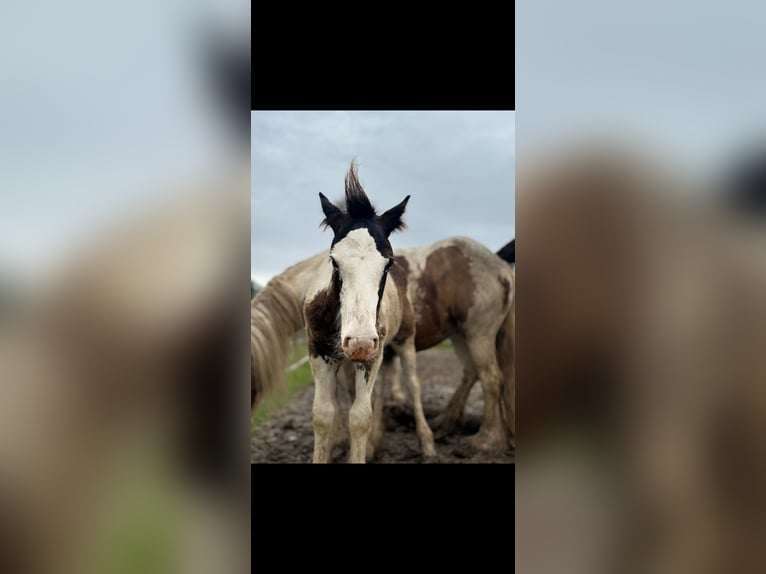 Cob Irlandese / Tinker / Gypsy Vanner Giumenta 1 Anno Pezzato in Gundersheim