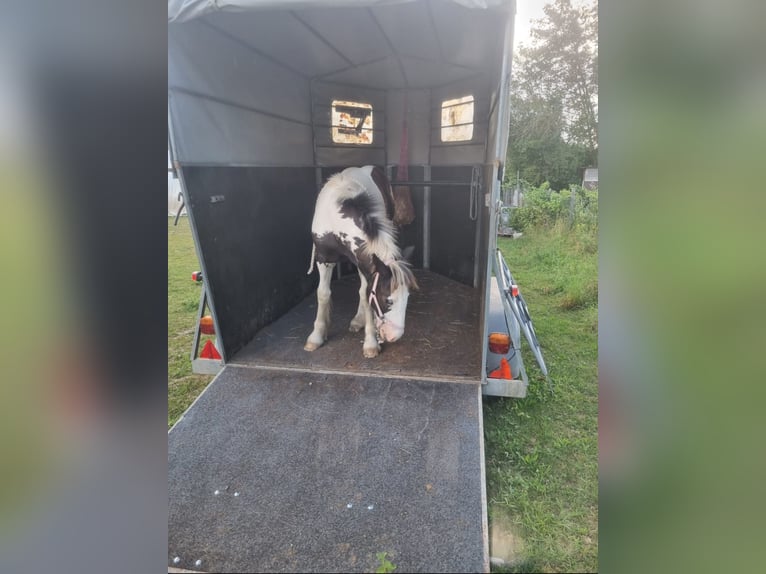 Cob Irlandese / Tinker / Gypsy Vanner Giumenta 1 Anno Pezzato in Gundersheim