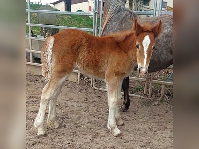 Cob Irlandese / Tinker / Gypsy Vanner Giumenta 1 Anno Sauro in Wlen