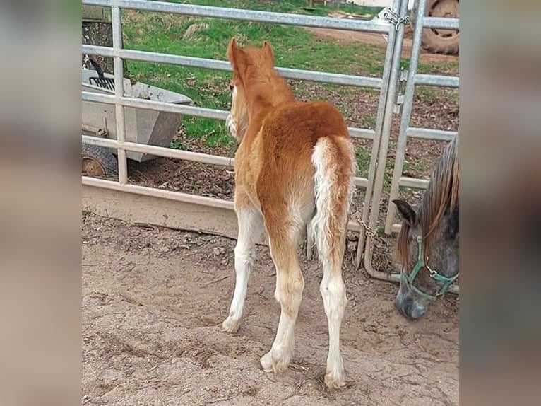 Cob Irlandese / Tinker / Gypsy Vanner Giumenta 1 Anno Sauro in Wlen