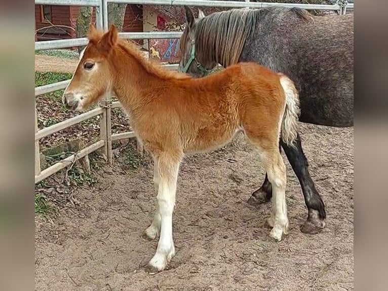 Cob Irlandese / Tinker / Gypsy Vanner Giumenta 1 Anno Sauro in Wlen