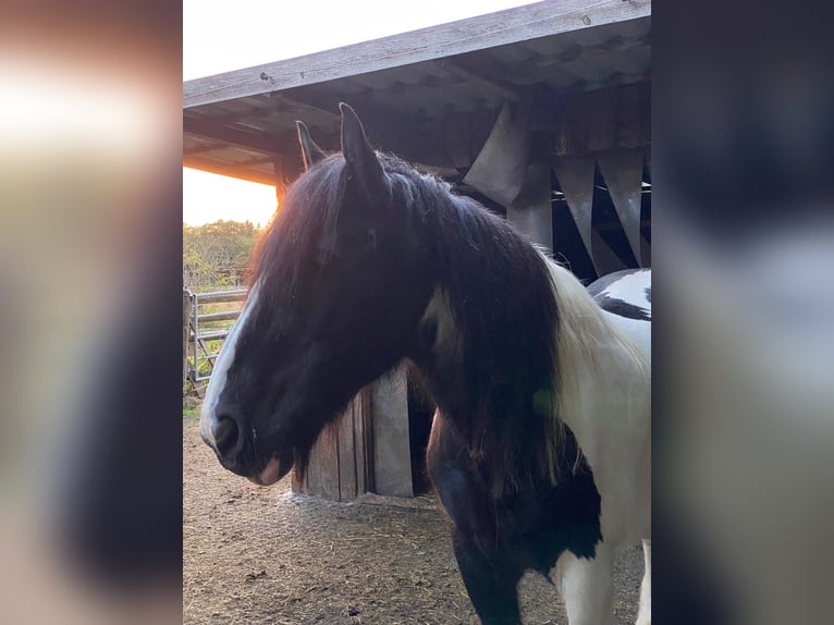 Cob Irlandese / Tinker / Gypsy Vanner Giumenta 21 Anni 150 cm Pezzato in Bergkirchen