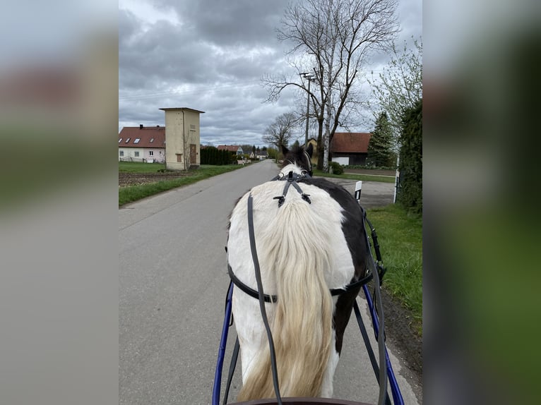 Cob Irlandese / Tinker / Gypsy Vanner Giumenta 21 Anni 150 cm Pezzato in Bergkirchen