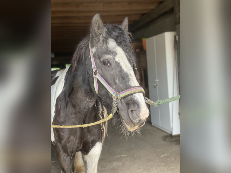 Cob Irlandese / Tinker / Gypsy Vanner Giumenta 21 Anni 150 cm Pezzato in Bergkirchen