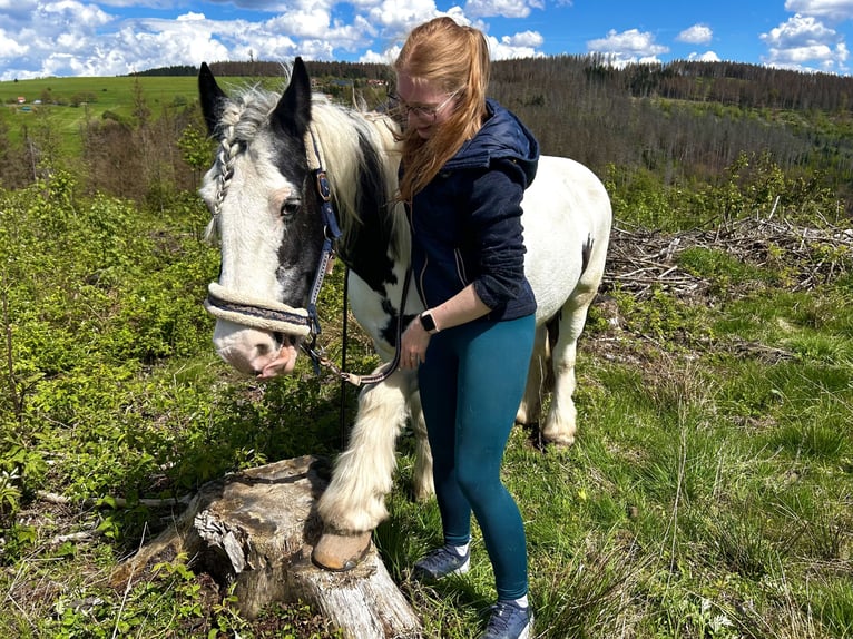 Cob Irlandese / Tinker / Gypsy Vanner Giumenta 23 Anni 142 cm Pezzato in Eisfeld