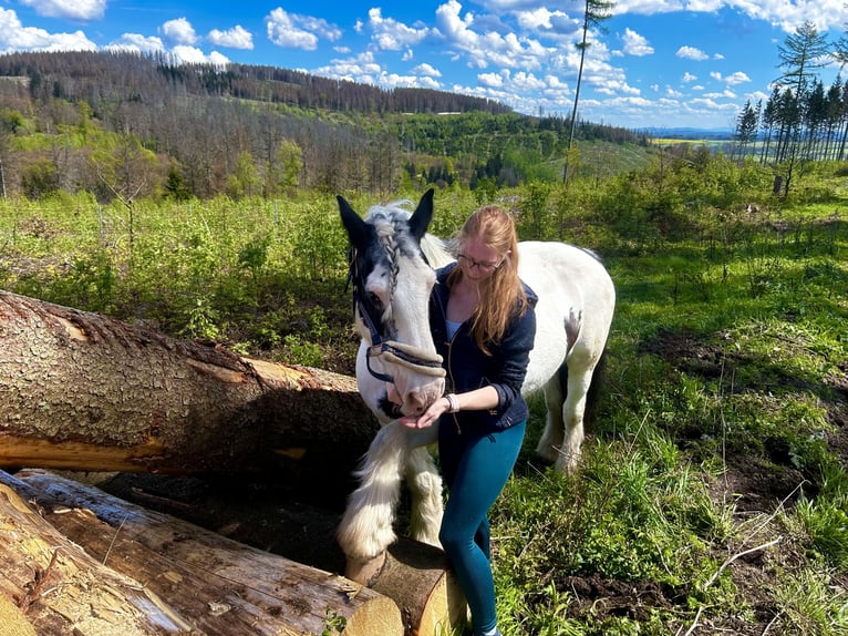 Cob Irlandese / Tinker / Gypsy Vanner Giumenta 23 Anni 142 cm Pezzato in Eisfeld