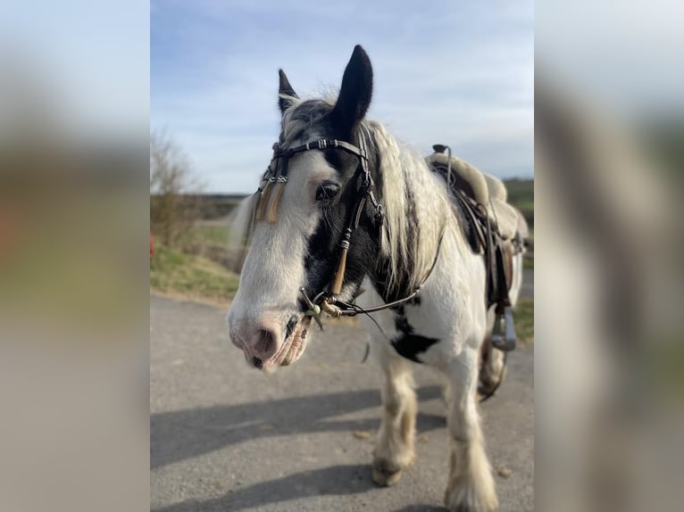 Cob Irlandese / Tinker / Gypsy Vanner Giumenta 23 Anni 142 cm Pezzato in Eisfeld