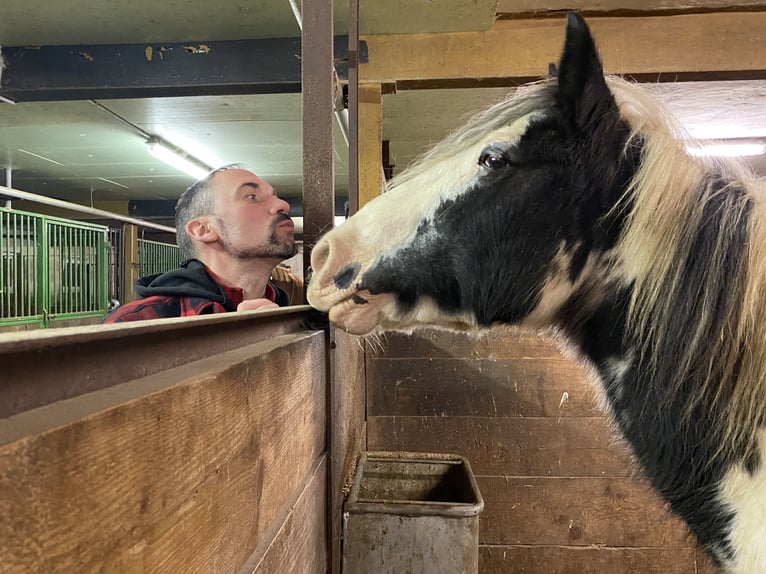 Cob Irlandese / Tinker / Gypsy Vanner Giumenta 23 Anni 142 cm Pezzato in Eisfeld