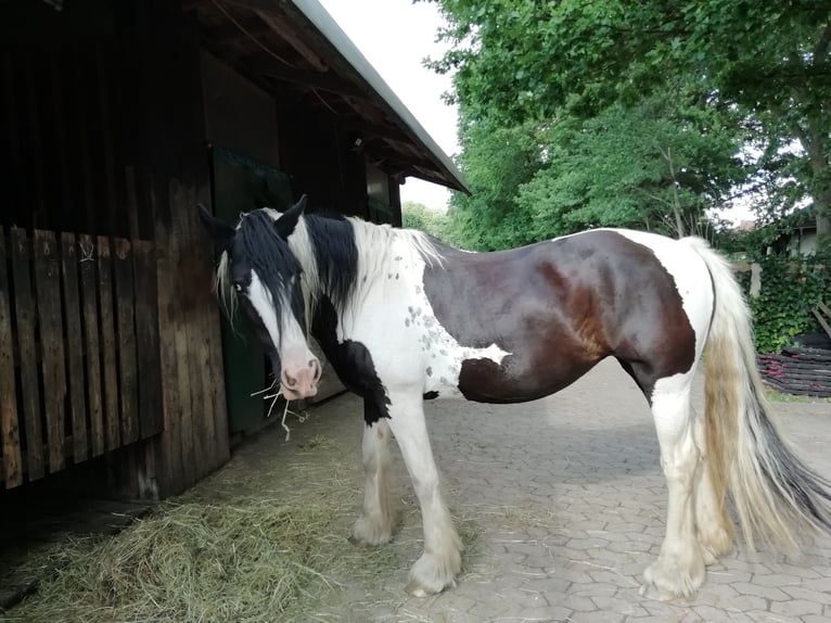 Cob Irlandese / Tinker / Gypsy Vanner Giumenta 23 Anni 150 cm in Eichenzell