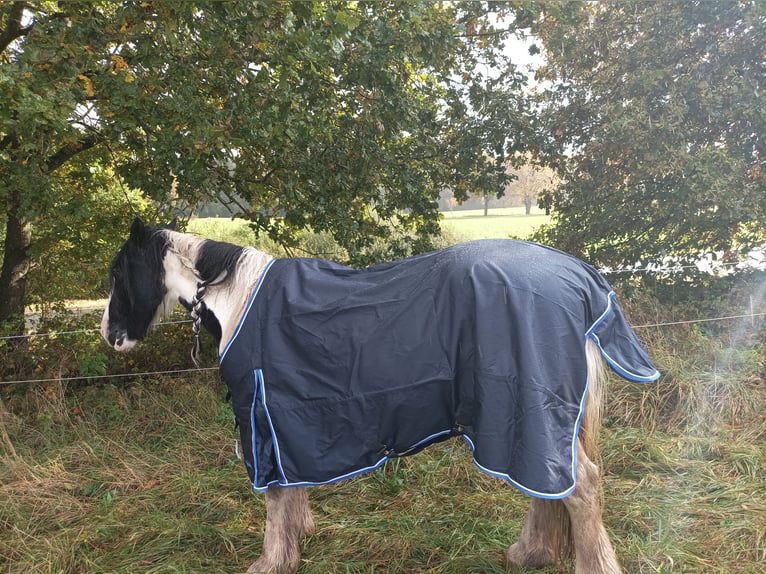 Cob Irlandese / Tinker / Gypsy Vanner Giumenta 23 Anni 150 cm in Eichenzell