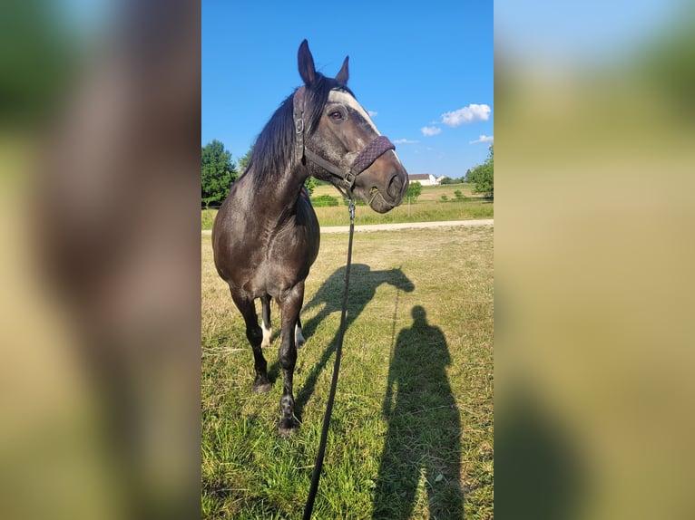 Cob Irlandese / Tinker / Gypsy Vanner Mix Giumenta 24 Anni 163 cm Baio scuro in N&#xFC;rtingen