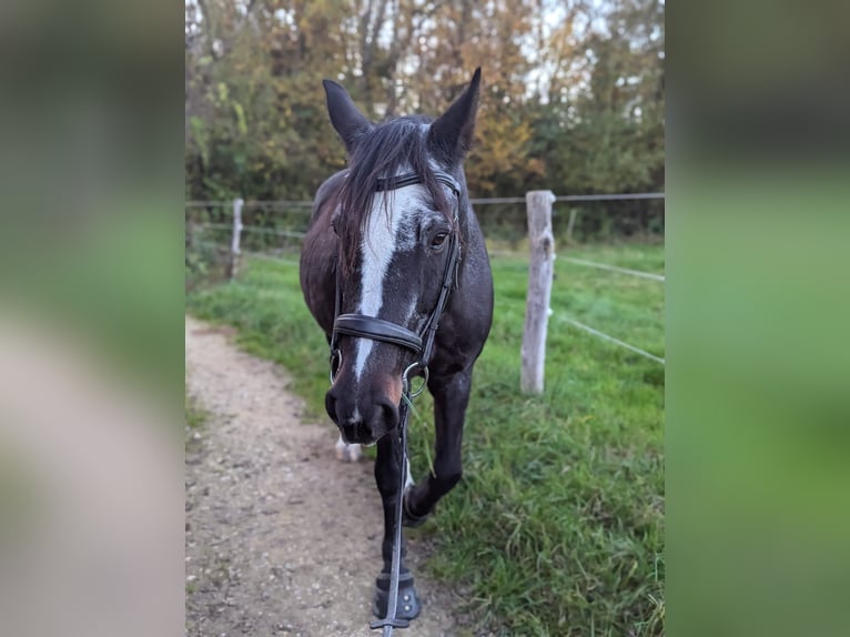 Cob Irlandese / Tinker / Gypsy Vanner Mix Giumenta 24 Anni 163 cm Baio scuro in N&#xFC;rtingen