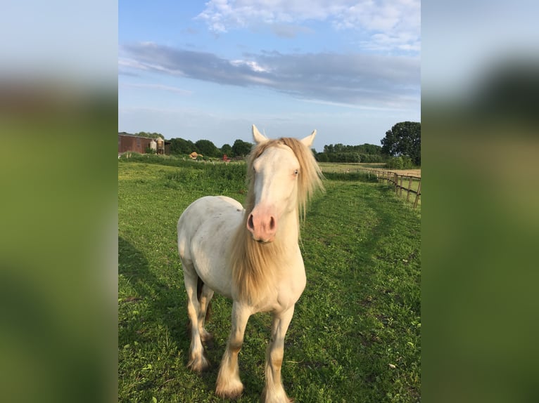 Cob Irlandese / Tinker / Gypsy Vanner Giumenta 2 Anni 130 cm Cremello in Sandesneben