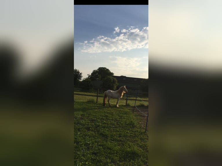 Cob Irlandese / Tinker / Gypsy Vanner Giumenta 2 Anni 130 cm Cremello in Sandesneben