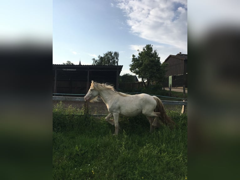 Cob Irlandese / Tinker / Gypsy Vanner Giumenta 2 Anni 130 cm Cremello in Sandesneben