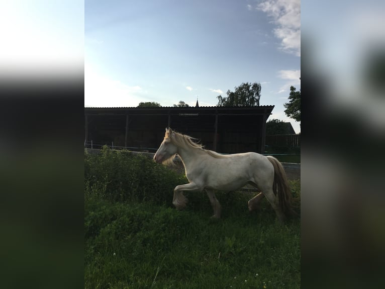 Cob Irlandese / Tinker / Gypsy Vanner Giumenta 2 Anni 130 cm Cremello in Sandesneben