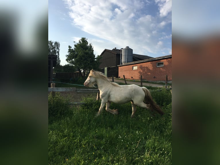 Cob Irlandese / Tinker / Gypsy Vanner Giumenta 2 Anni 130 cm Cremello in Sandesneben