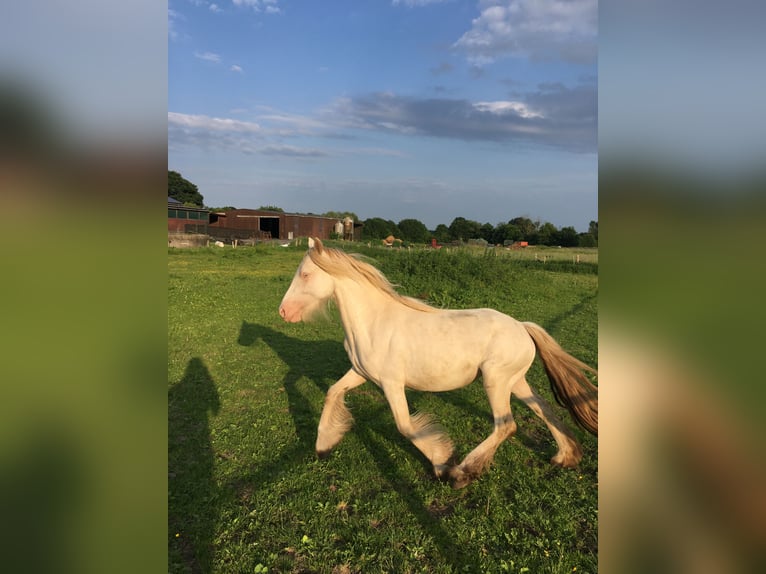 Cob Irlandese / Tinker / Gypsy Vanner Giumenta 2 Anni 130 cm Cremello in Sandesneben