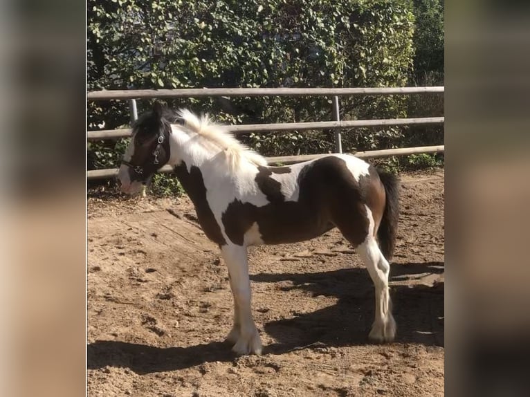 Cob Irlandese / Tinker / Gypsy Vanner Giumenta 2 Anni 134 cm Pezzato in Pentling