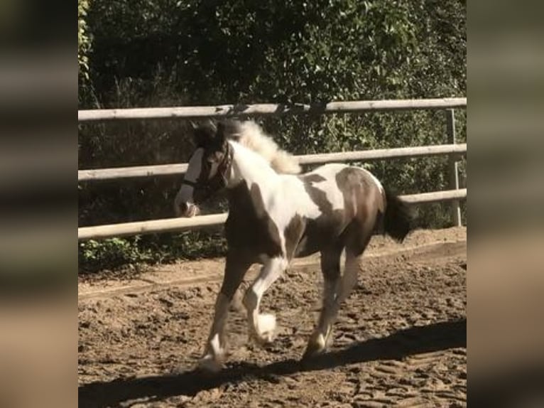 Cob Irlandese / Tinker / Gypsy Vanner Giumenta 2 Anni 134 cm Pezzato in Pentling