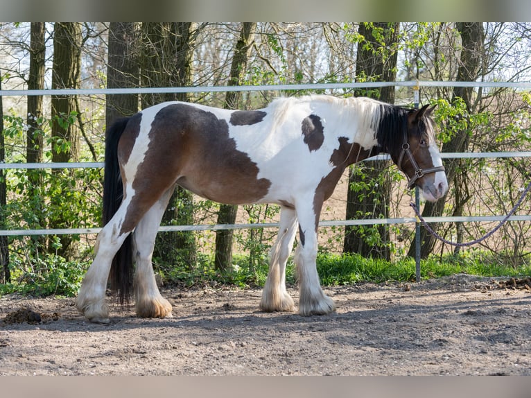 Cob Irlandese / Tinker / Gypsy Vanner Giumenta 2 Anni 134 cm Pezzato in Pentling