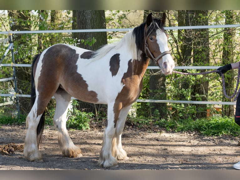 Cob Irlandese / Tinker / Gypsy Vanner Giumenta 2 Anni 134 cm Pezzato in Pentling