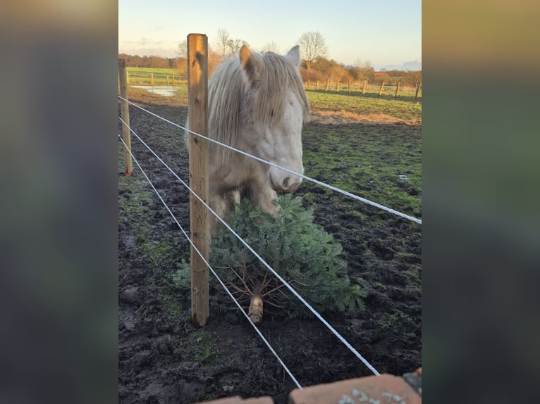 Cob Irlandese / Tinker / Gypsy Vanner Giumenta 2 Anni 150 cm Palomino in Neustadt am Rübenberge