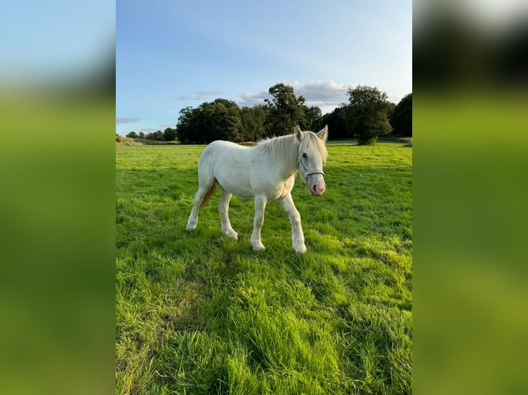 Cob Irlandese / Tinker / Gypsy Vanner Giumenta 2 Anni 150 cm Palomino in Neustadt am Rübenberge